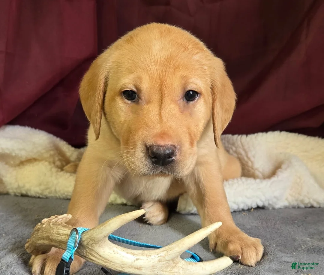 Labrador Retriever dogs for sale: Labrador Retriever Lt. Blue Collar - Ad 1