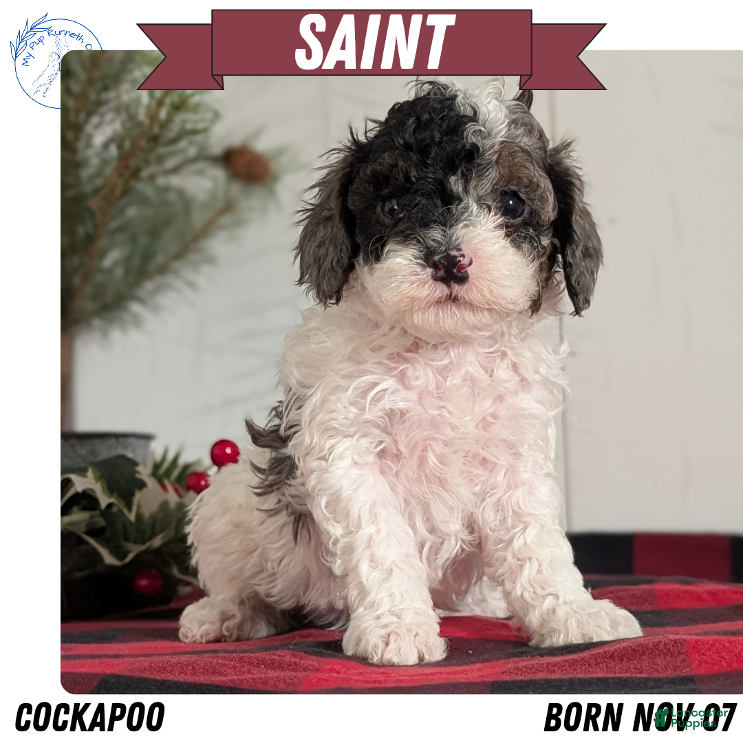 Cockapoo dogs Saint - Ad 11