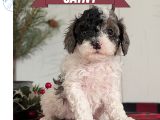 Cockapoo dogs Saint - Ad 11