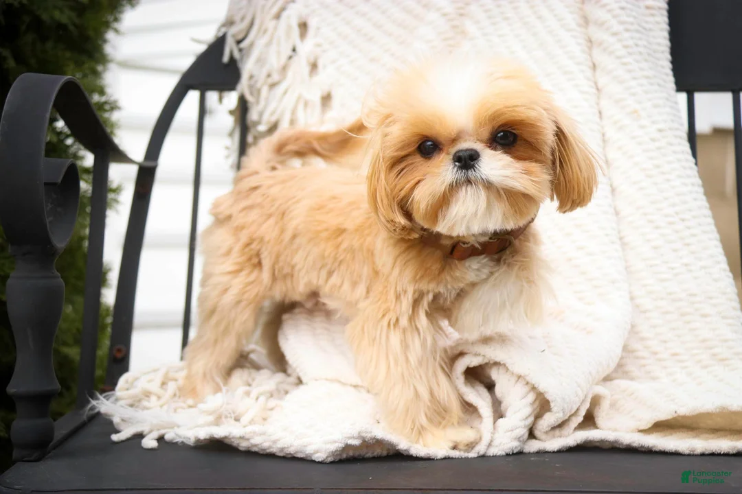 Shihpoo dogs for sale: Harold Shihpoo  - Ad 10