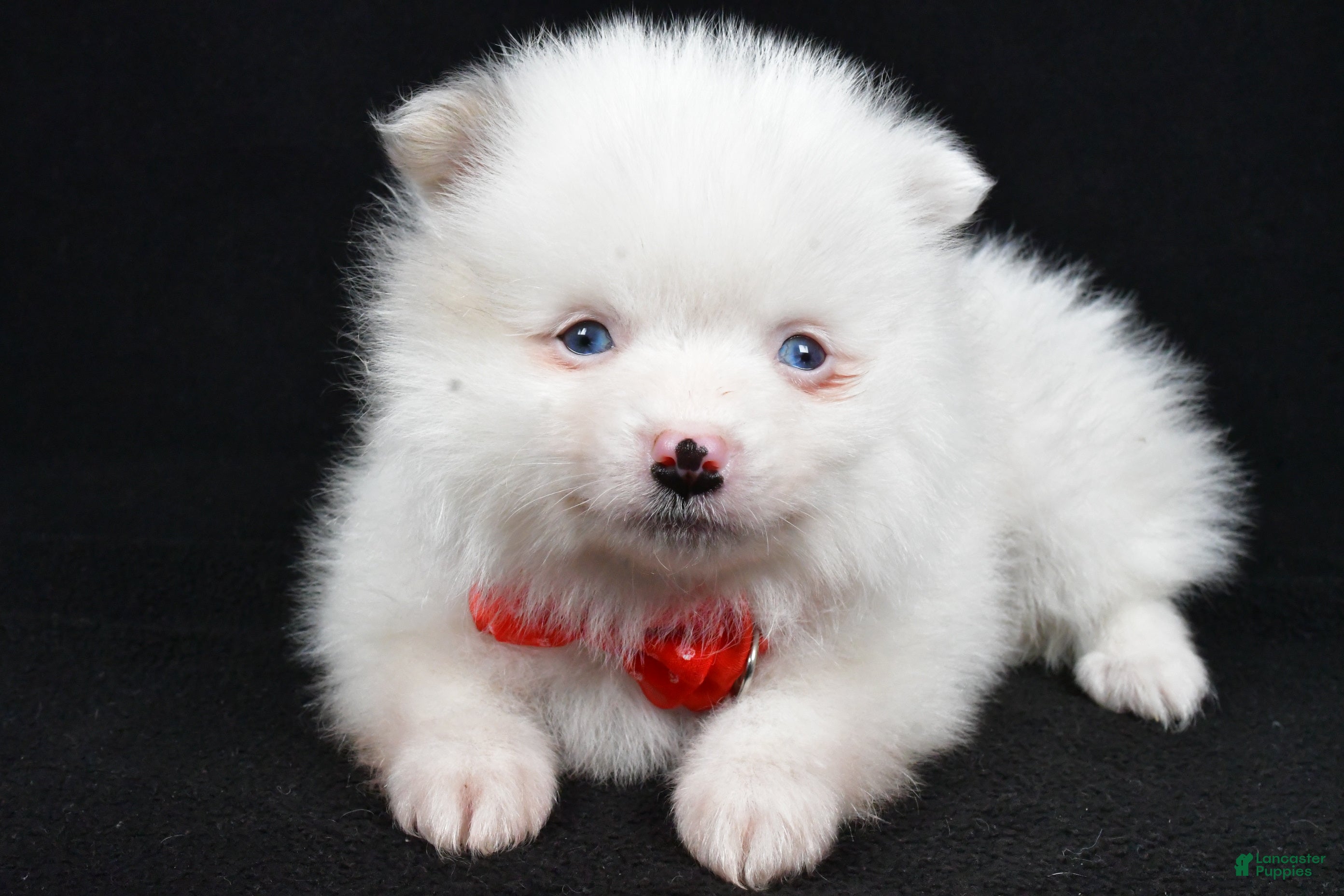 Pomeranian dogs Mike - Ad 23