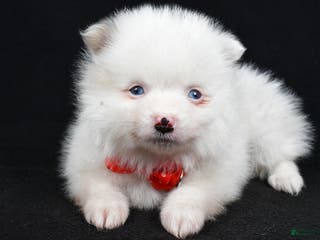 Pomeranian dogs Mike - Ad 23