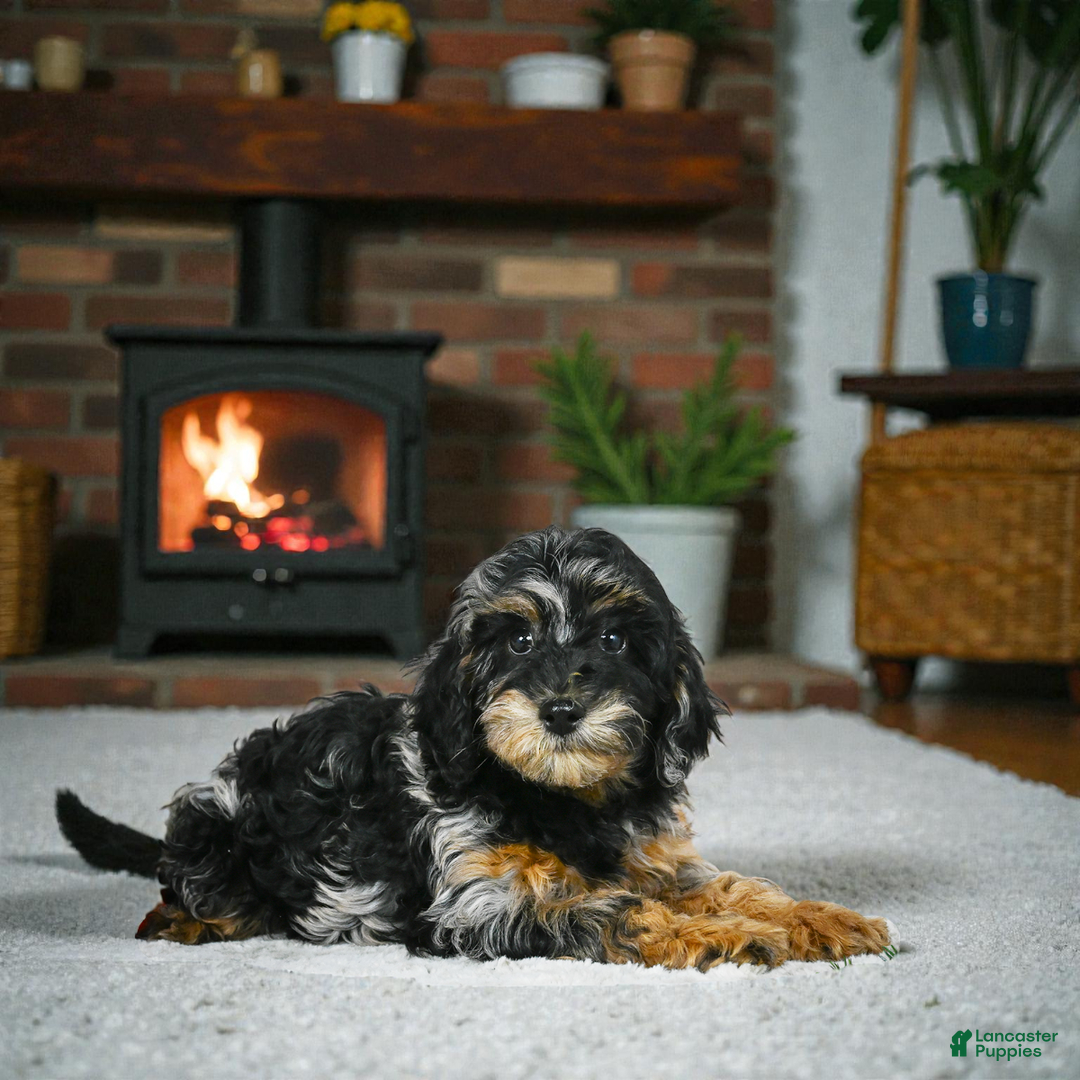 Cockapoo dogs for sale: angel - Ad 6