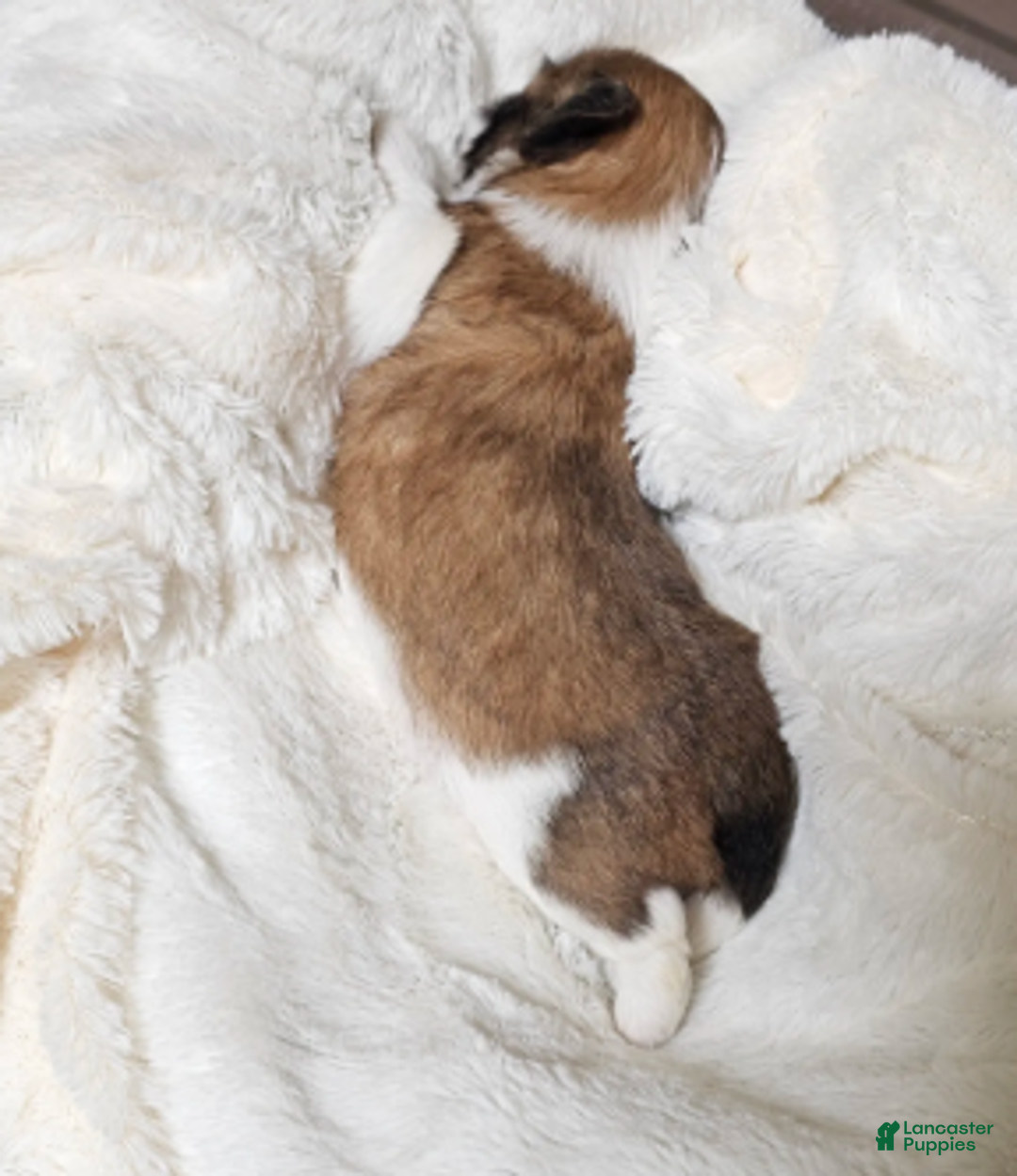 Shih Tzu dogs for sale: Nebo Ckc - Ad 4