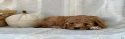 Mini Goldendoodle dogs for sale: Mini Goldendoodle 4 - Ad 9
