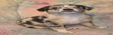 Koda