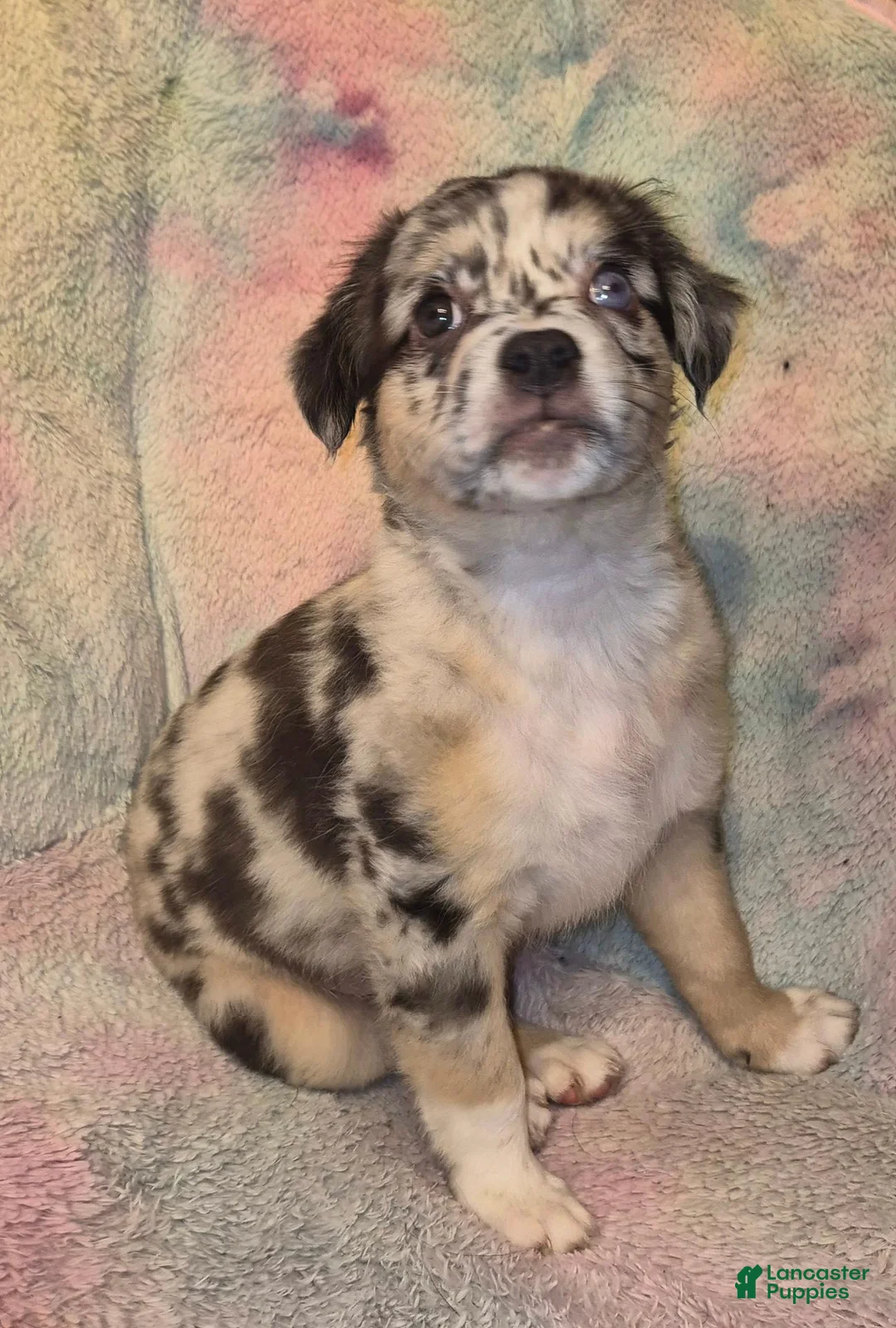 Mixed Breed dogs for sale: Koda - Ad 1