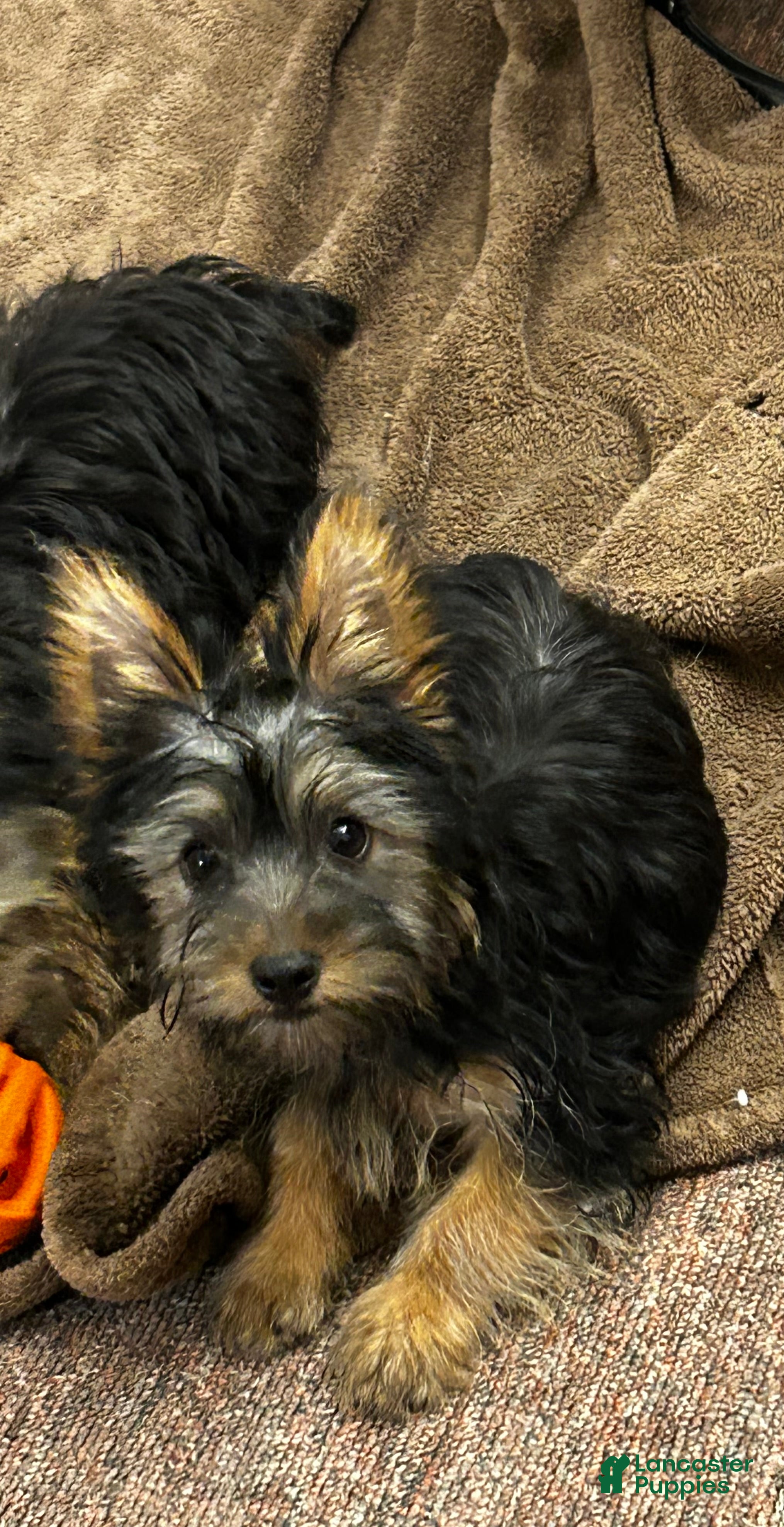 Silky Terrier dogs Chip - Ad 1