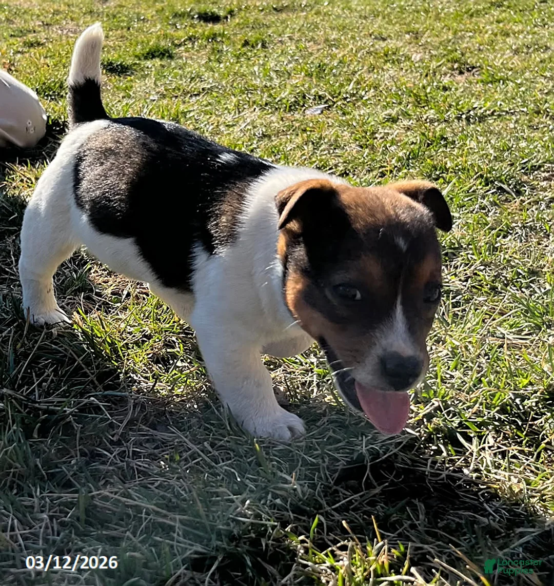 Jack Russell Terrier dogs for sale: Jerry - Ad 1