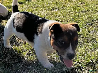 Jack Russell Terrier dogs for sale: Jerry - Ad 3