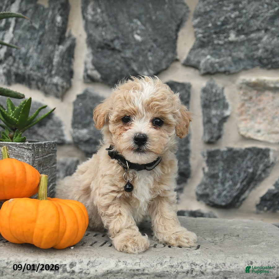 Maltipoo dogs Champ  - Ad 1