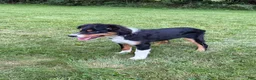 Miniature Australian Shepherd dogs for sale: Marshal  - Ad 2