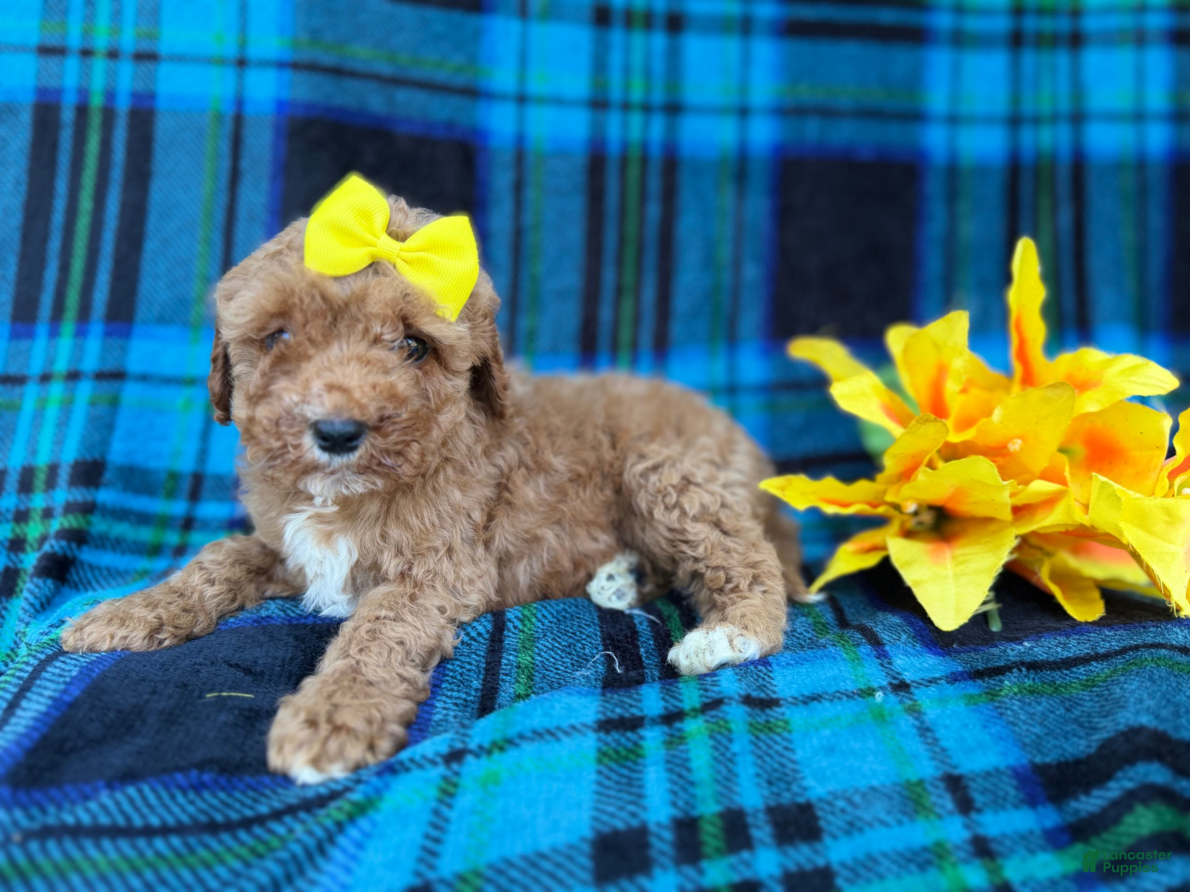 Cavapoo dogs Millie - Ad 5