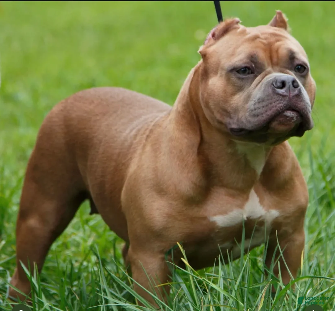 Gallery Image {{count}}