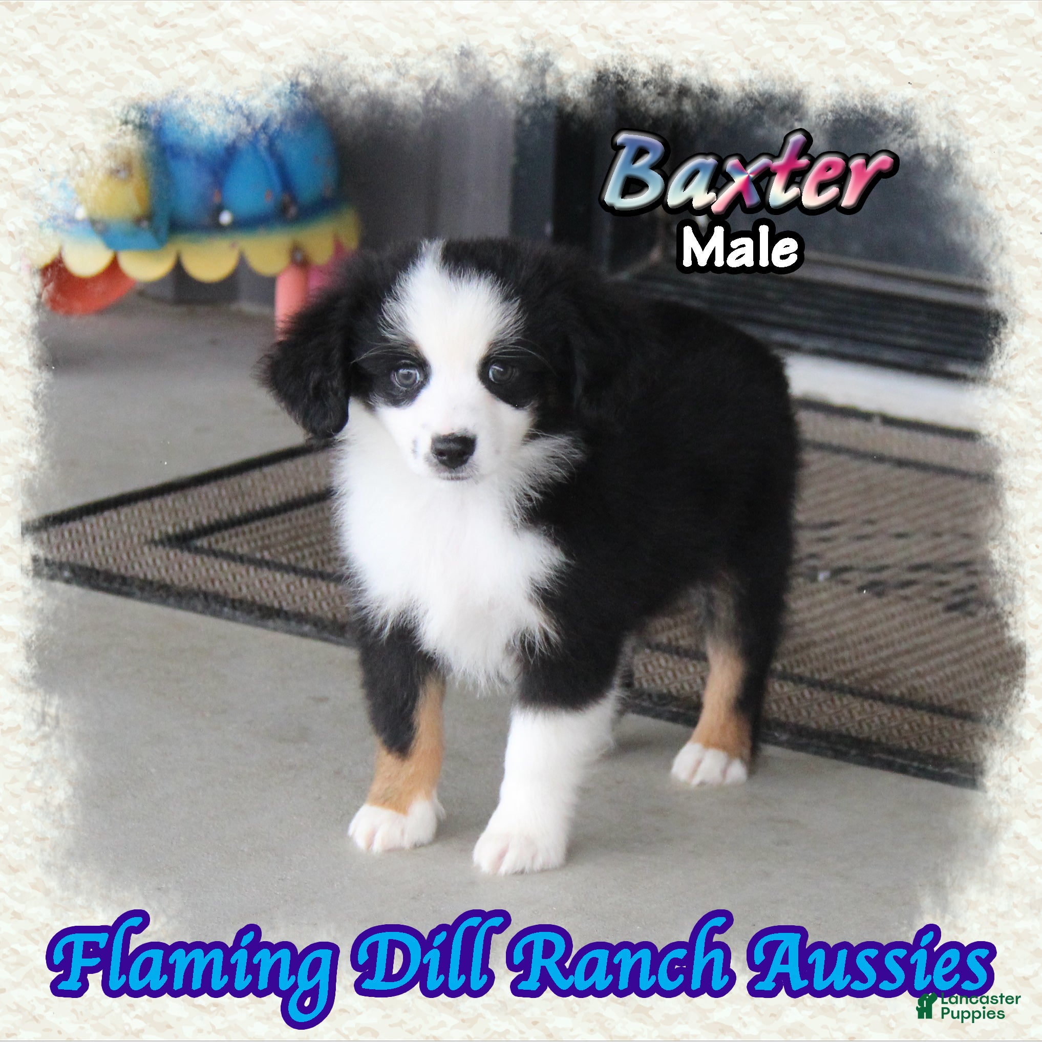 Toy Australian Shepherd dogs for sale: Baxter - Ad 2