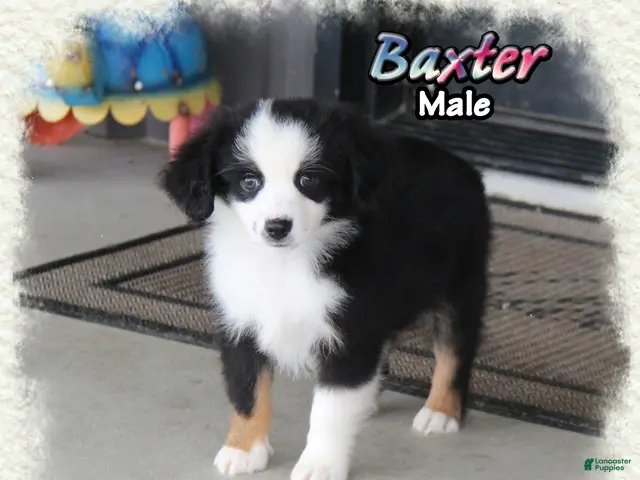 Toy Australian Shepherd dogs for sale: Baxter - Ad 2