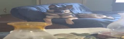 German Shepherd dogs for sale: German Shepherd Puppy 1 - Ad 6