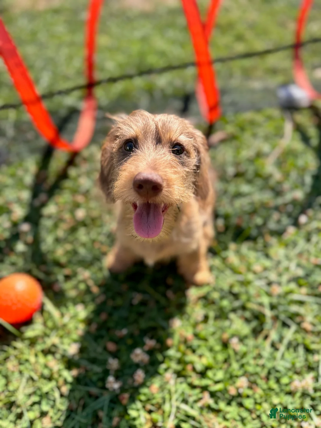 Miniature Dachshund dogs for sale: Stevie - Ad 4