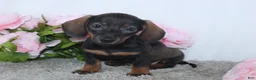 Miniature Dachshund dogs for sale: Karla - Ad 2