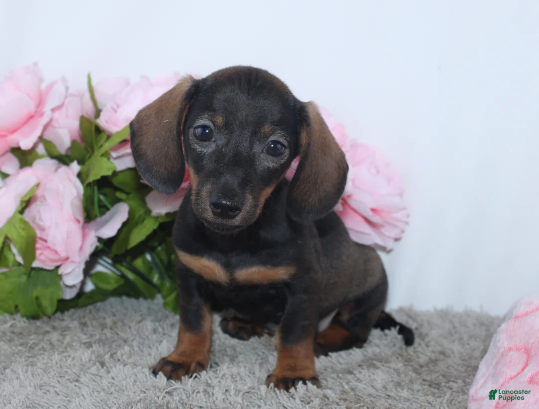 Miniature Dachshund dogs for sale: Karla - Ad 2