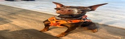 Doberman Pinscher dogs for sale: Doberman Pinscher Puppy 1 - Ad 4