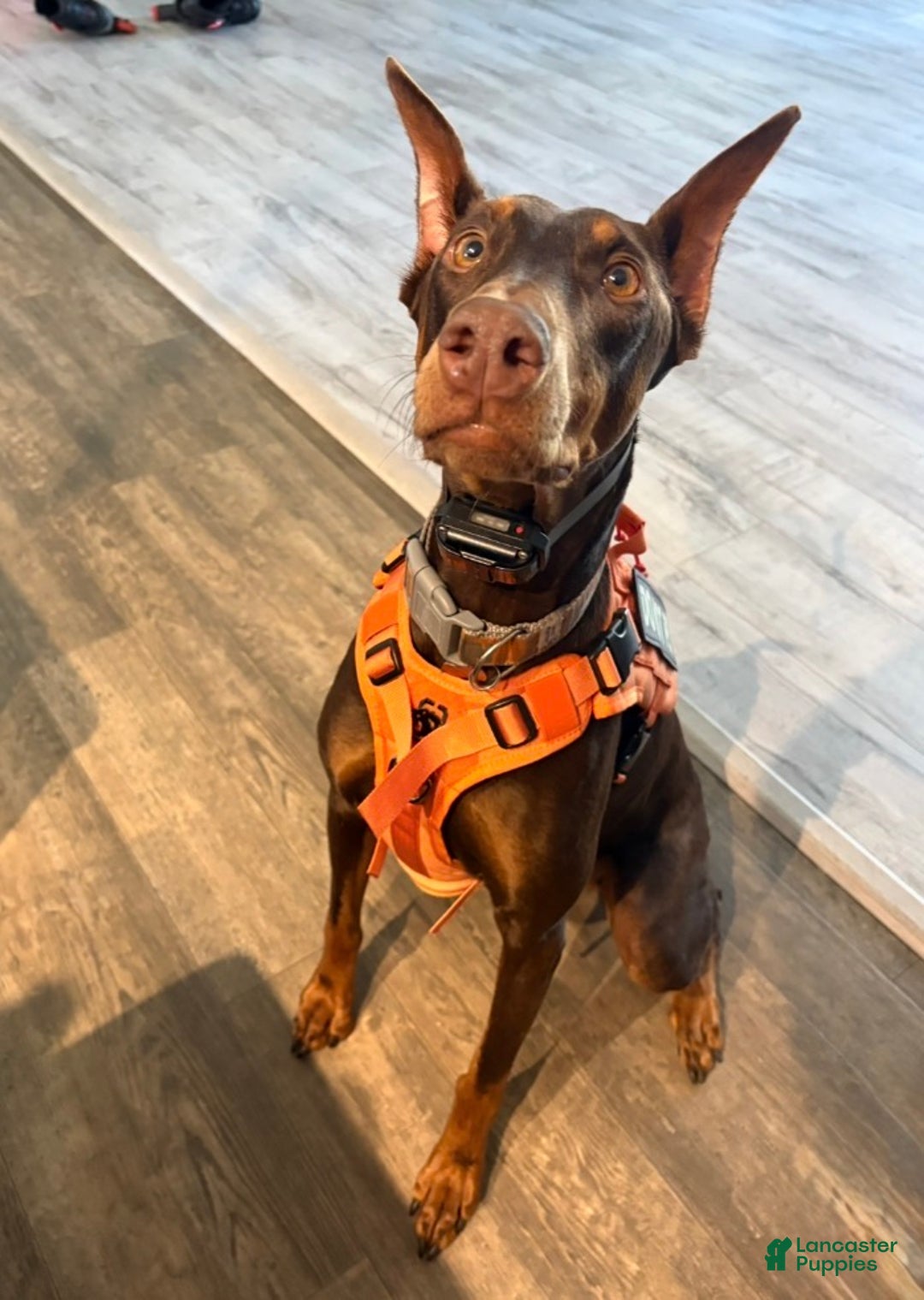 Doberman Pinscher dogs for sale: Doberman Pinscher Puppy 1 - Ad 4