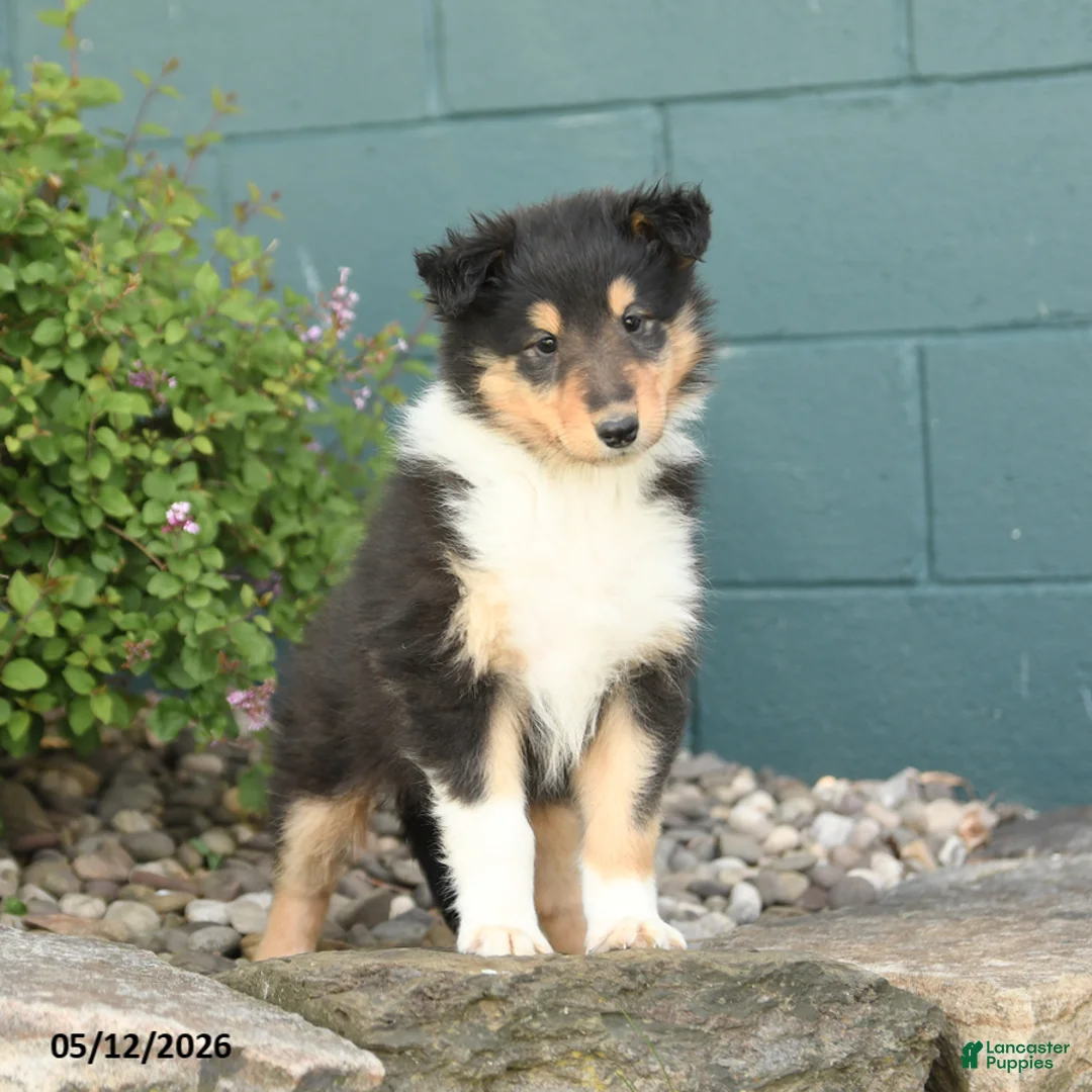 Collie dogs for sale: Magnolia - Ad 3