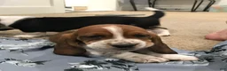 Basset Hound dogs for sale: Gus - Ad 4
