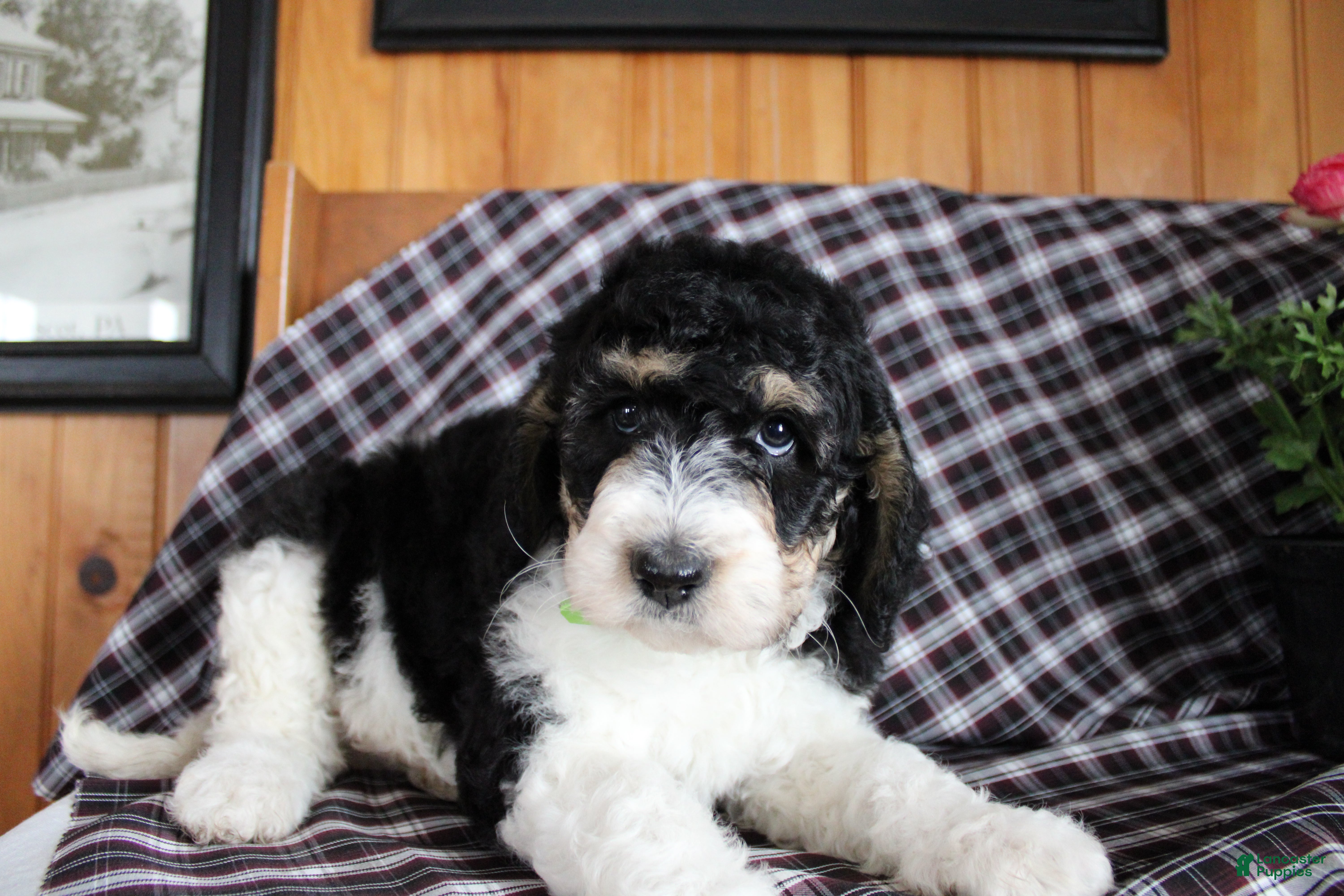 Bernedoodle dogs Chubby - Ad 42