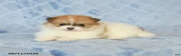 Pomeranian dogs for sale: Cinnamon - Ad 4