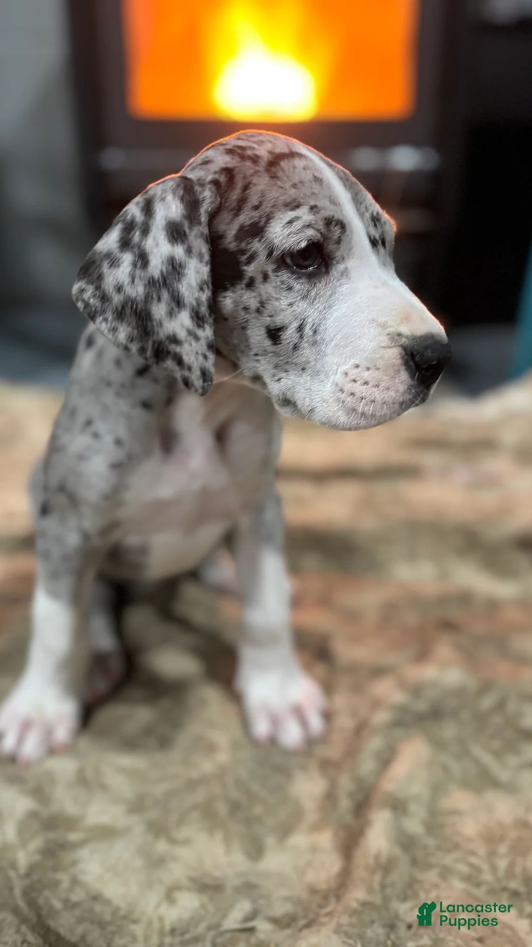 Great Dane dogs for sale: Eleanor  - Ad 2