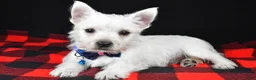 West Highland Terrier dogs for sale: Thomas - Ad 3