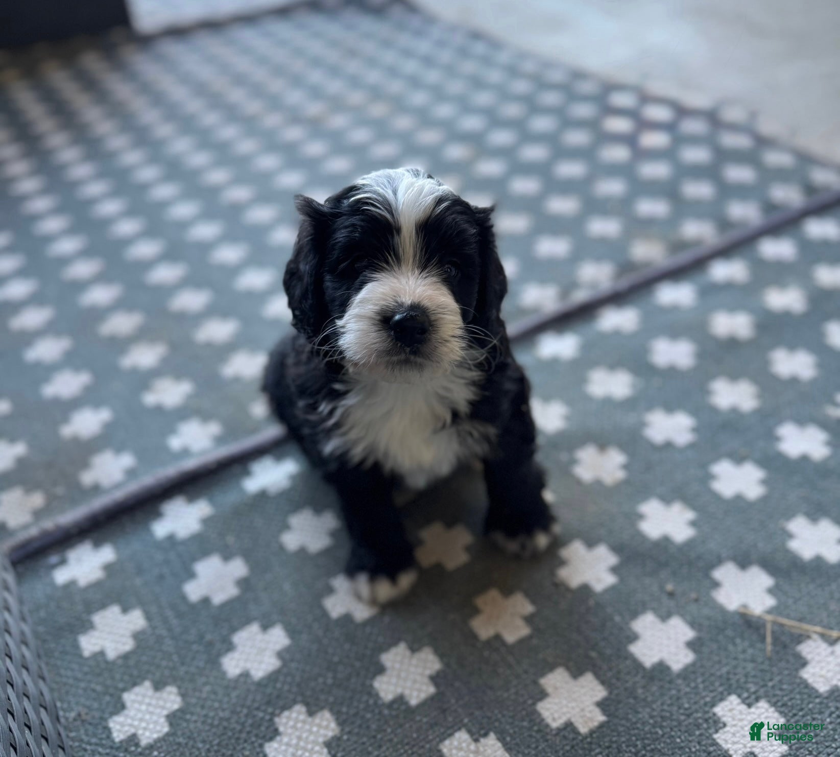 Mixed Breed dogs Junior - Ad 1