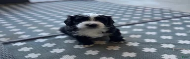 Junior