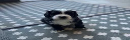 Mixed Breed dogs for sale: Junior - Ad 1