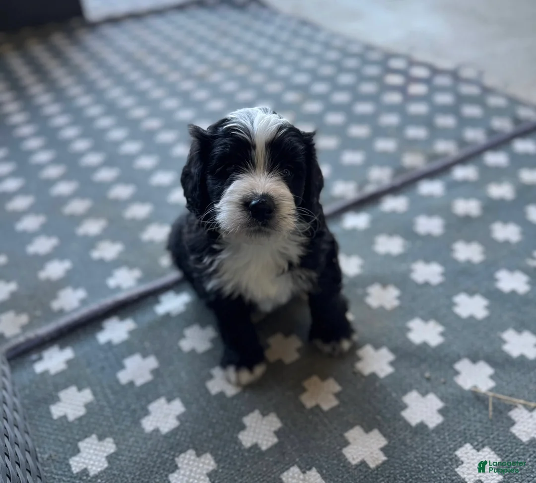 Mixed Breed dogs for sale: Junior - Ad 1