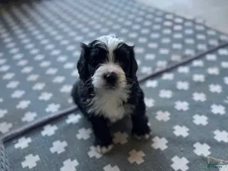Mixed Breed dogs for sale: Junior - Ad 1