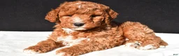 Mini Goldendoodle dogs for sale: Jake - Ad 5