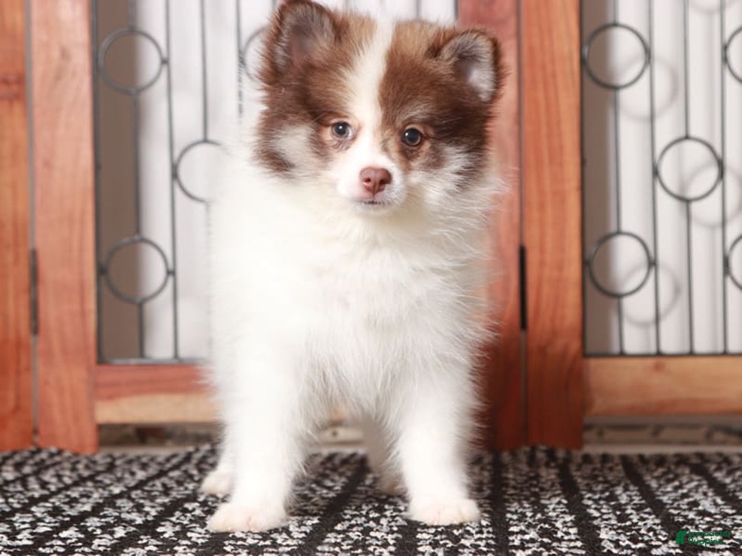 Pomeranian dogs for sale: Boris - Ad 2