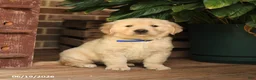 Golden Retriever dogs for sale: Celeste - Ad 4