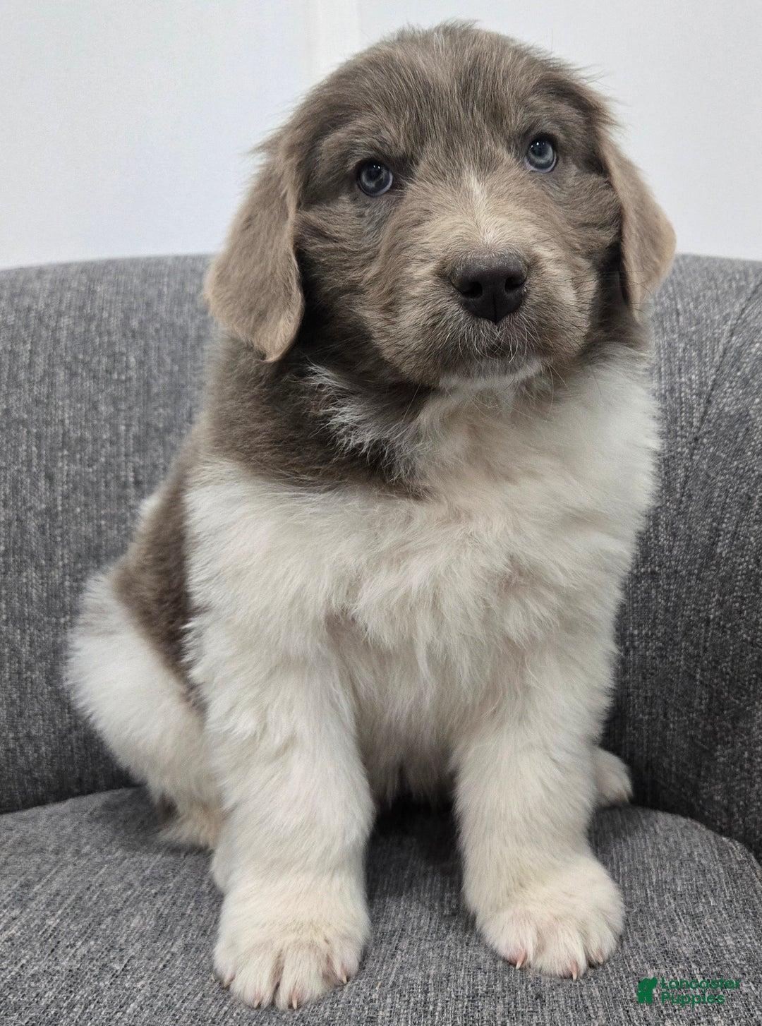 Newfoundland dogs for sale: Betsy - Ad 6