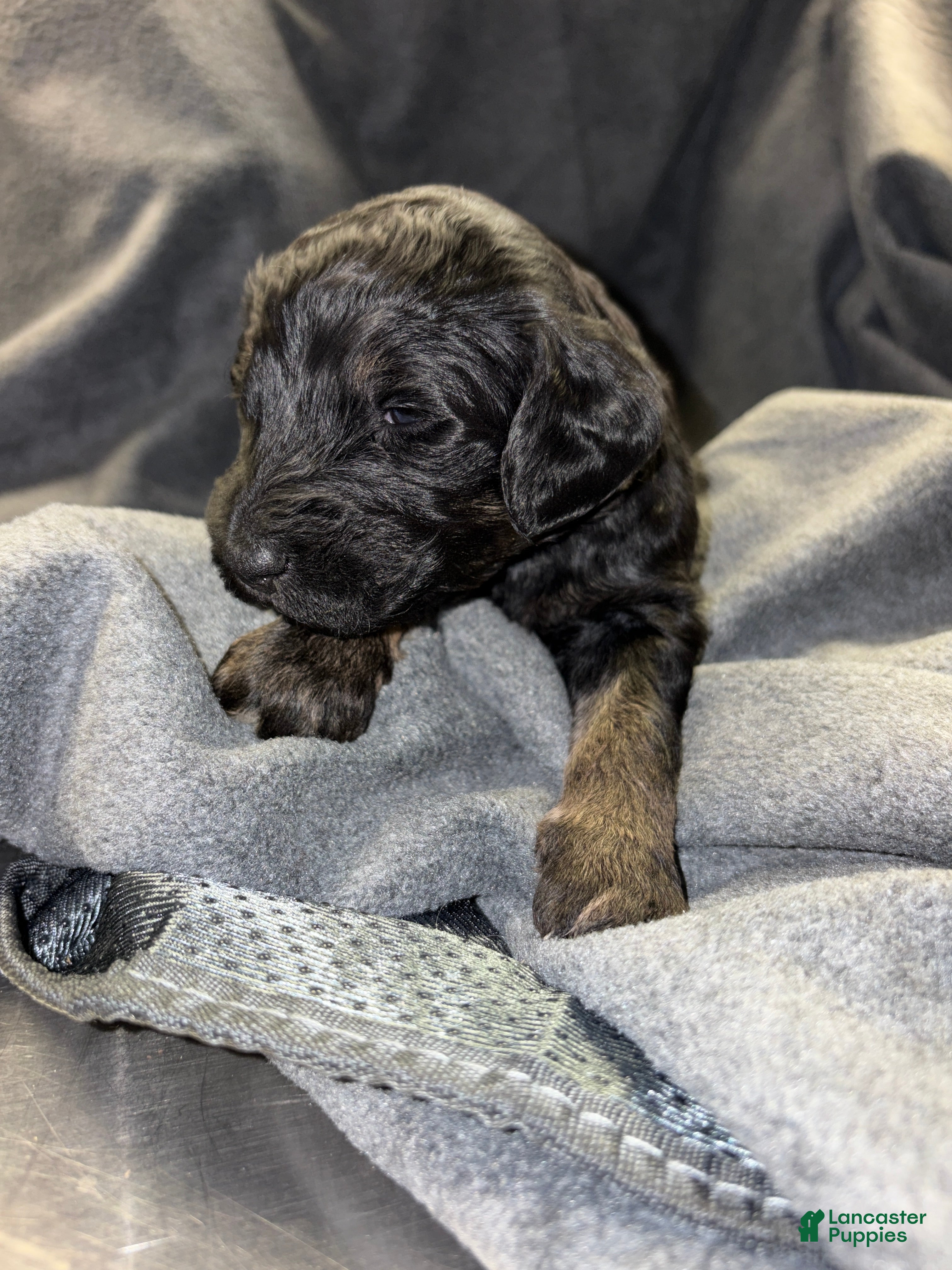 Bernedoodle dogs Winchester Bernedoodle Puppy 13 - Ad 15