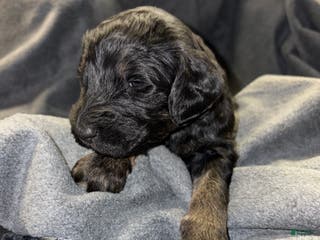 Bernedoodle dogs Winchester Bernedoodle Puppy 13 - Ad 11