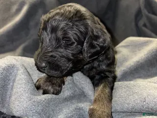 Bernedoodle dogs Winchester Bernedoodle Puppy 13 - Ad 41