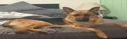 German Shepherd dogs for sale: Turbo - Ad 2