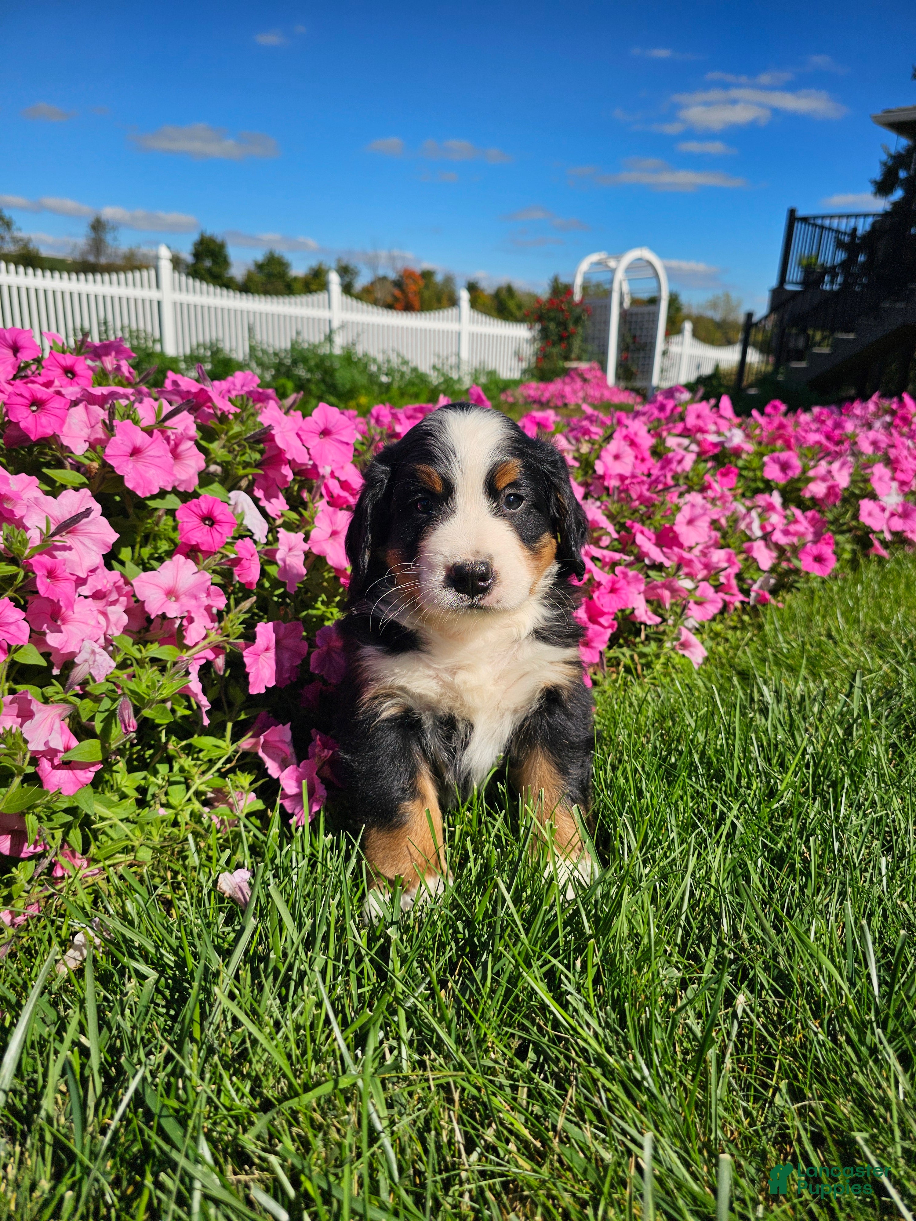 Bernese Mountain Dog dogs Charlie  - Ad 2