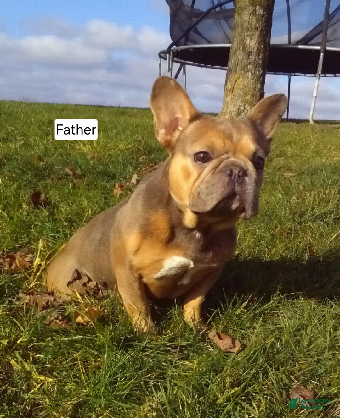 Mixed Breed dogs for sale: Sage - Ad 9