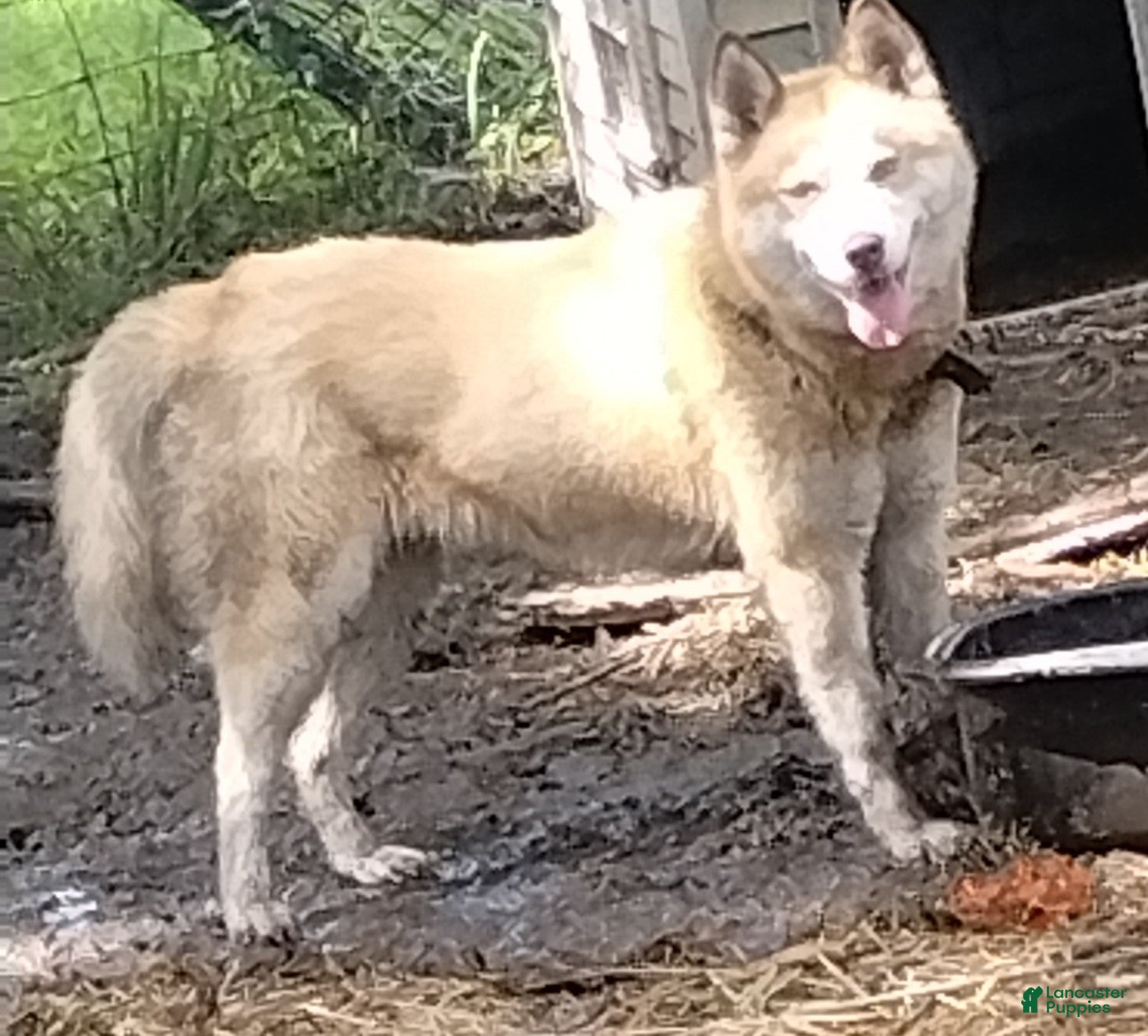 Siberian Husky dogs Iris - Ad 2