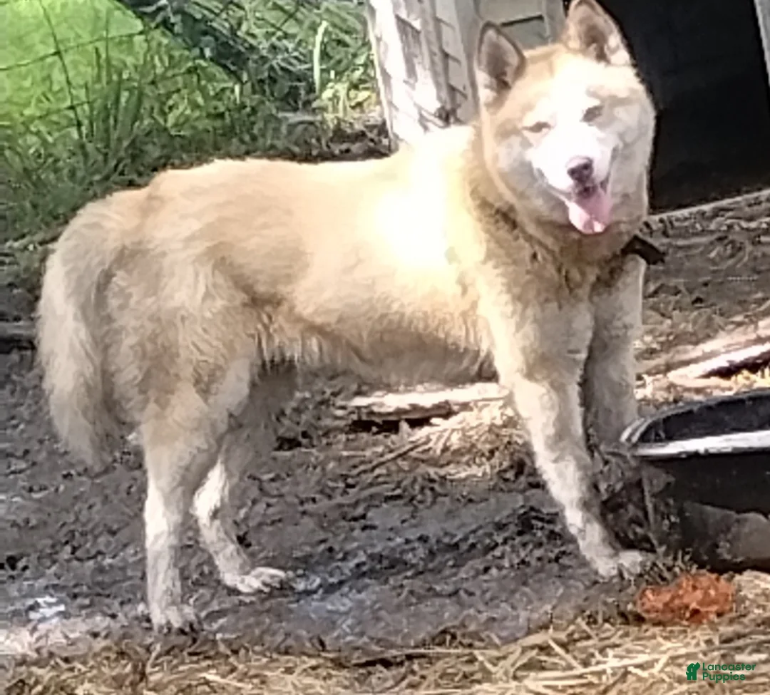 Siberian Husky dogs for sale: Iris - Ad 2