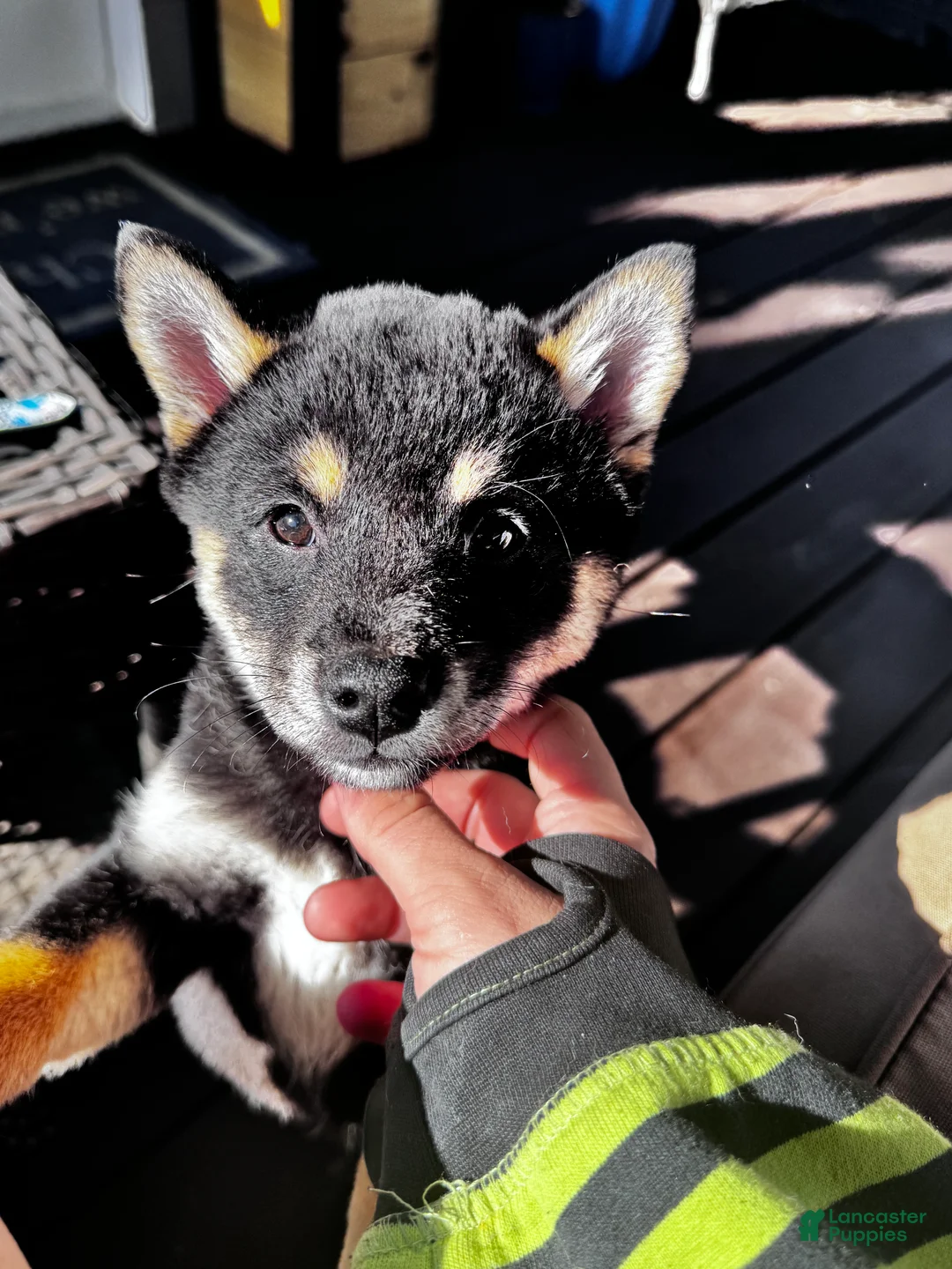 Shiba Inu dogs for sale: Axel - Ad 2